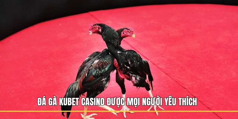 Đá gà Kubet casino được mọi người yêu thích 