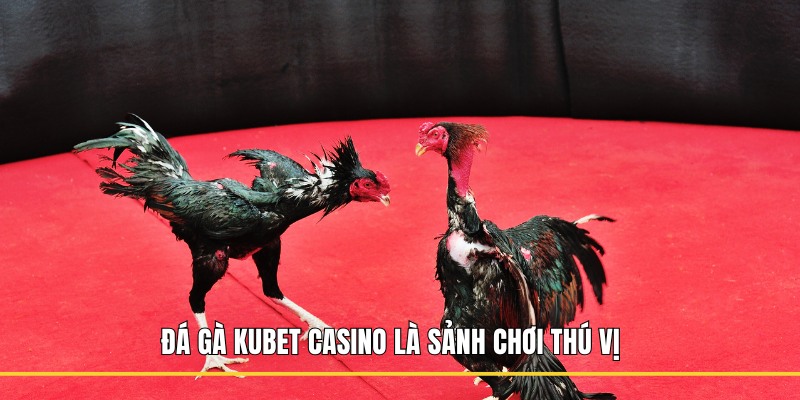 Đá gà Kubet casino là sảnh chơi thú vị 