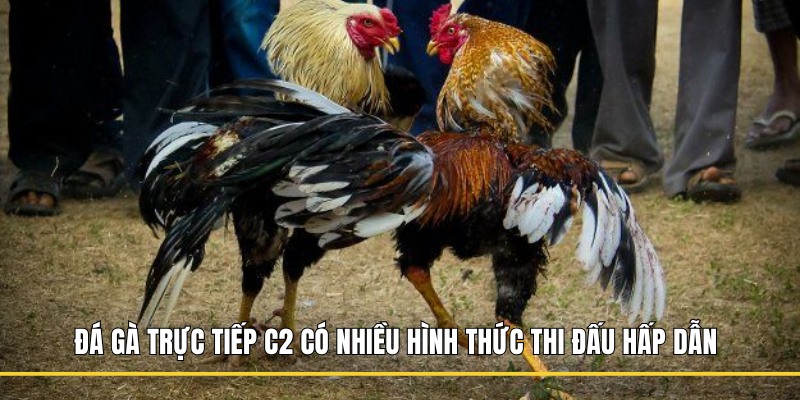 Đá gà trực tiếp C2 có nhiều hình thức thi đấu hấp dẫn 